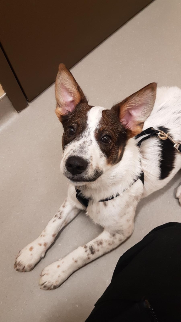 VCA Canada Calgary Trail Animal Hospital | 3803 Gateway Blvd NW #810, Edmonton, AB T6J 5M8, Canada | Phone: (780) 431-0140