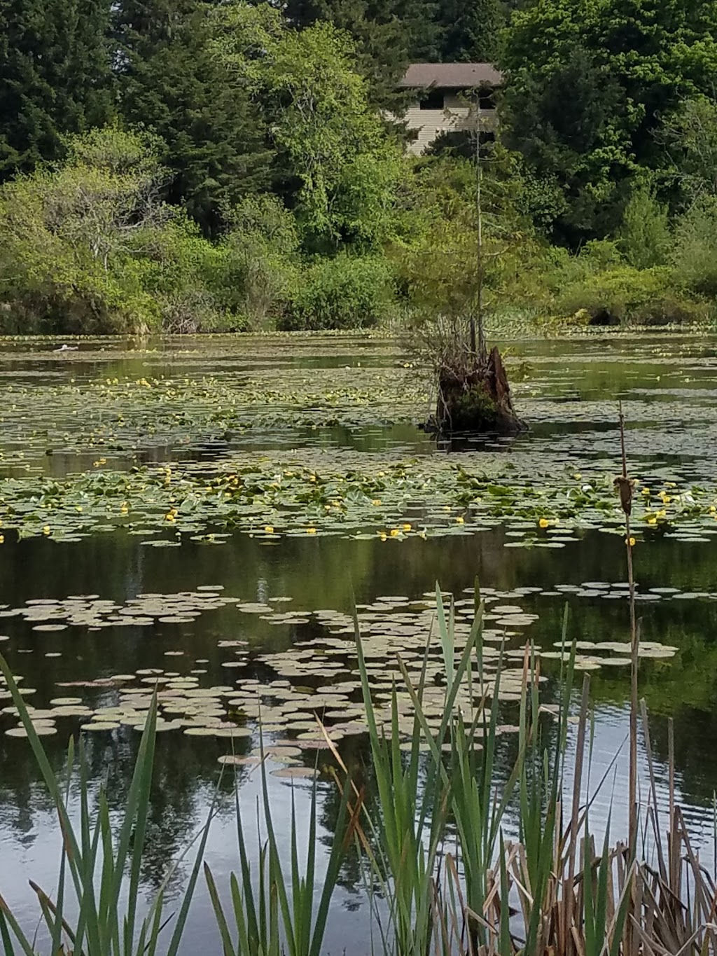 Lake Louise Bird Sanctuary | 9 Lake Louise Cir E, Bellingham, WA 98229, USA