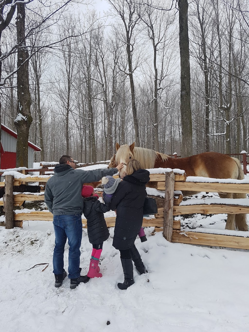 Erabliere Martin Enr | 675 Route 137 Sud, Sainte-Cécile-de-Milton, QC J0E 2C0, Canada | Phone: (450) 378-8008