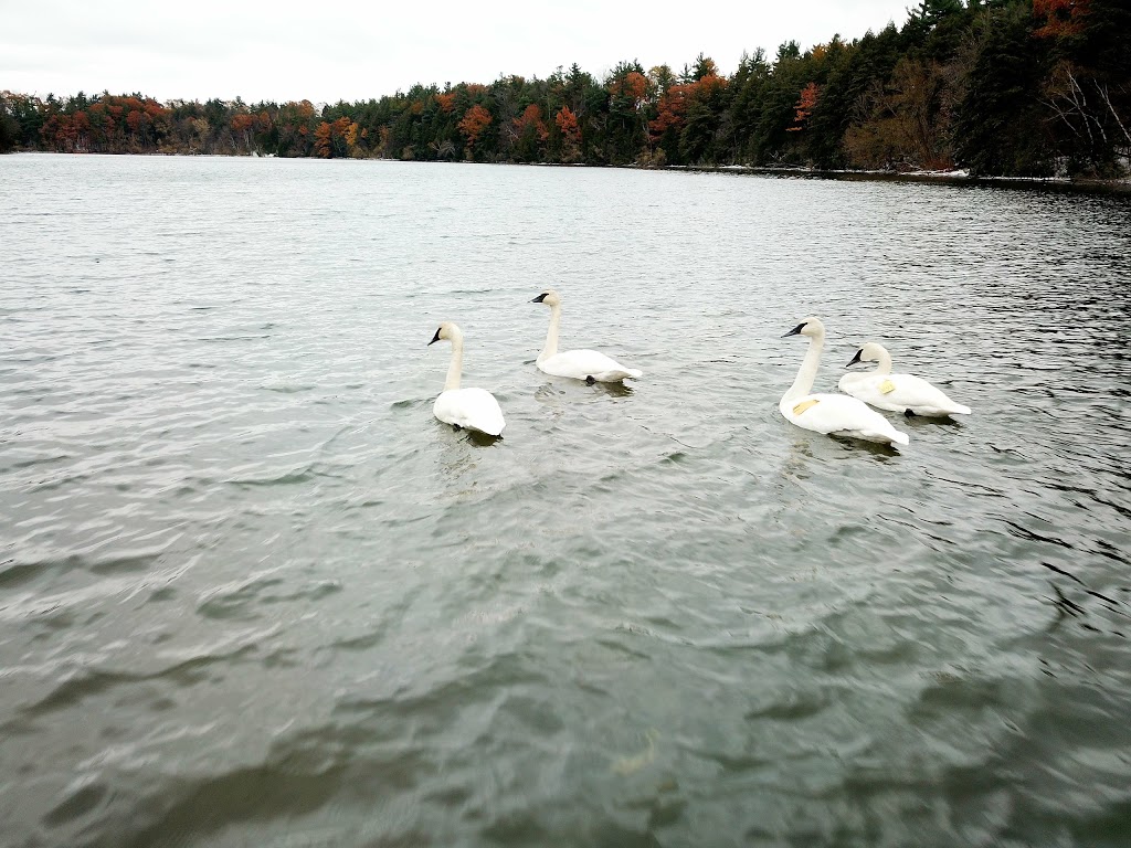 Bond Lake | 12691 Yonge St, Richmond Hill, ON L4E 0K8, Canada