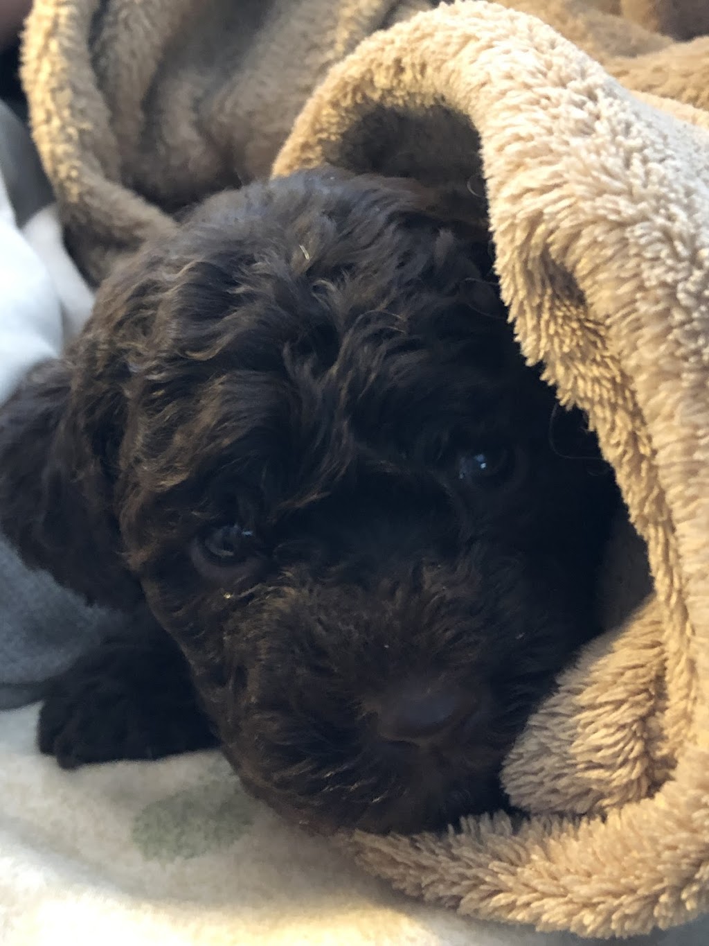 Wheatnbrook Kennels | 30127 St Clair Pkwy, Wallaceburg, ON N8A 4L1, Canada | Phone: (519) 365-4519