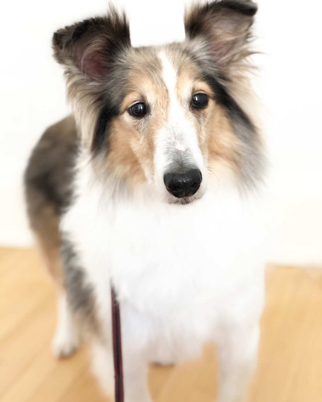 The Dog Grooming House | 384 Horrell Ave, Midland, ON L4R 2A6, Canada | Phone: (705) 433-1101