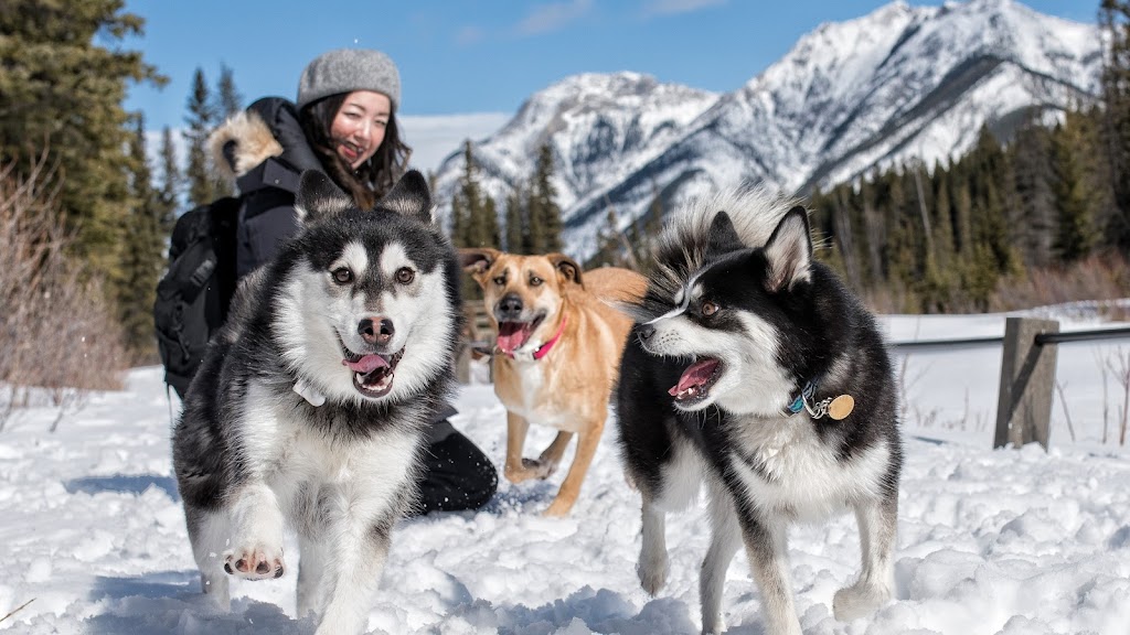 Cameras and Canines | B.1339 206020, Hwy 762, Bragg Creek, AB T0L 0K0, Canada | Phone: (403) 700-7387