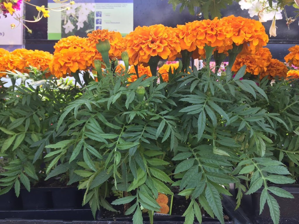 Hi-Way Greenhouse Ltd | 2001 11th St W, Saskatoon, SK S7M 4A7, Canada | Phone: (306) 382-0077
