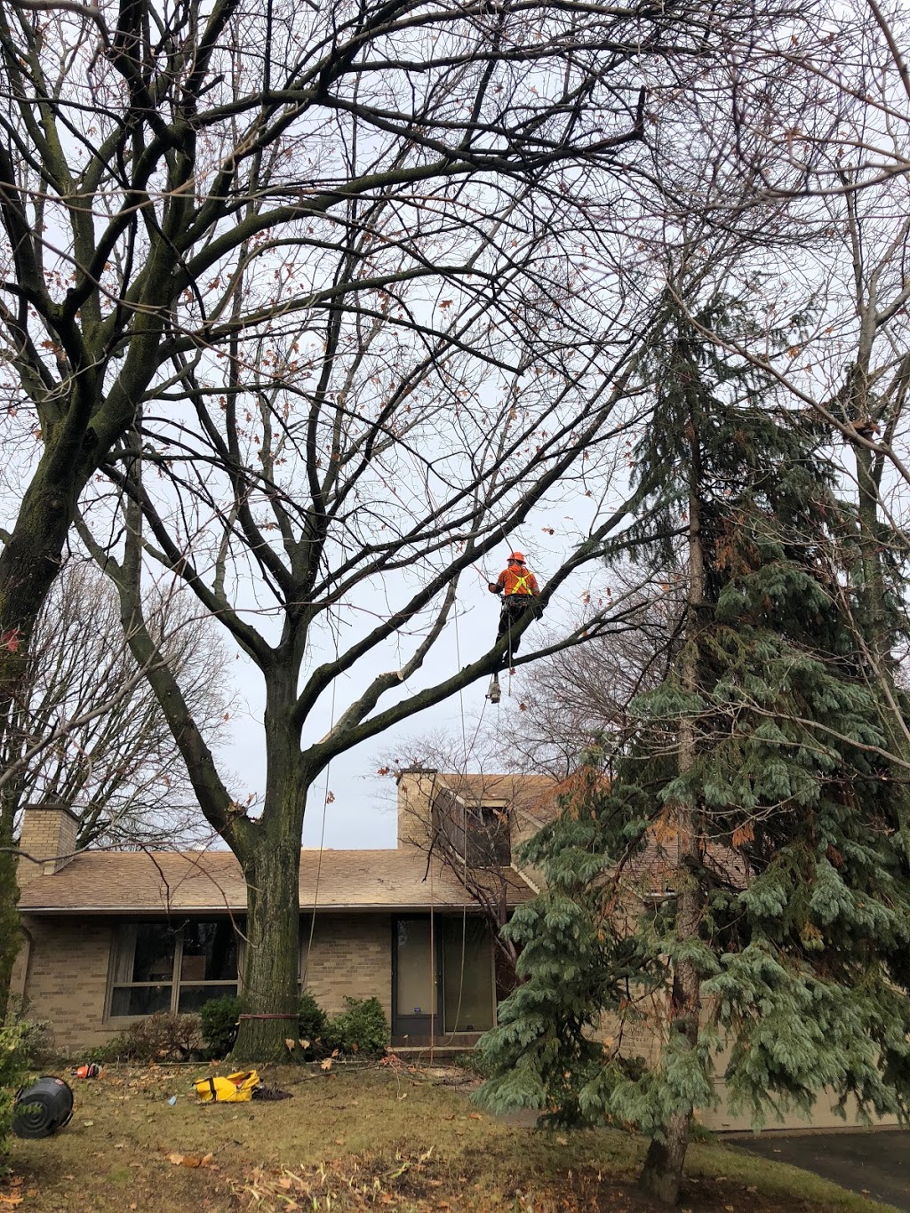 Mercier’s Tree Service | 270 Lorindale Dr, Oshawa, ON L1H 6X4, Canada | Phone: (289) 355-3177