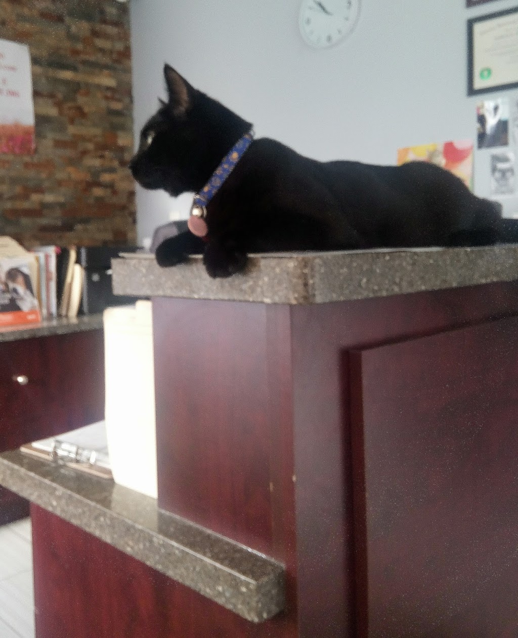 Bloor Street Animal Hospital | 214 Bloor St E, Oshawa, ON L1H 3M6, Canada | Phone: (905) 728-6000