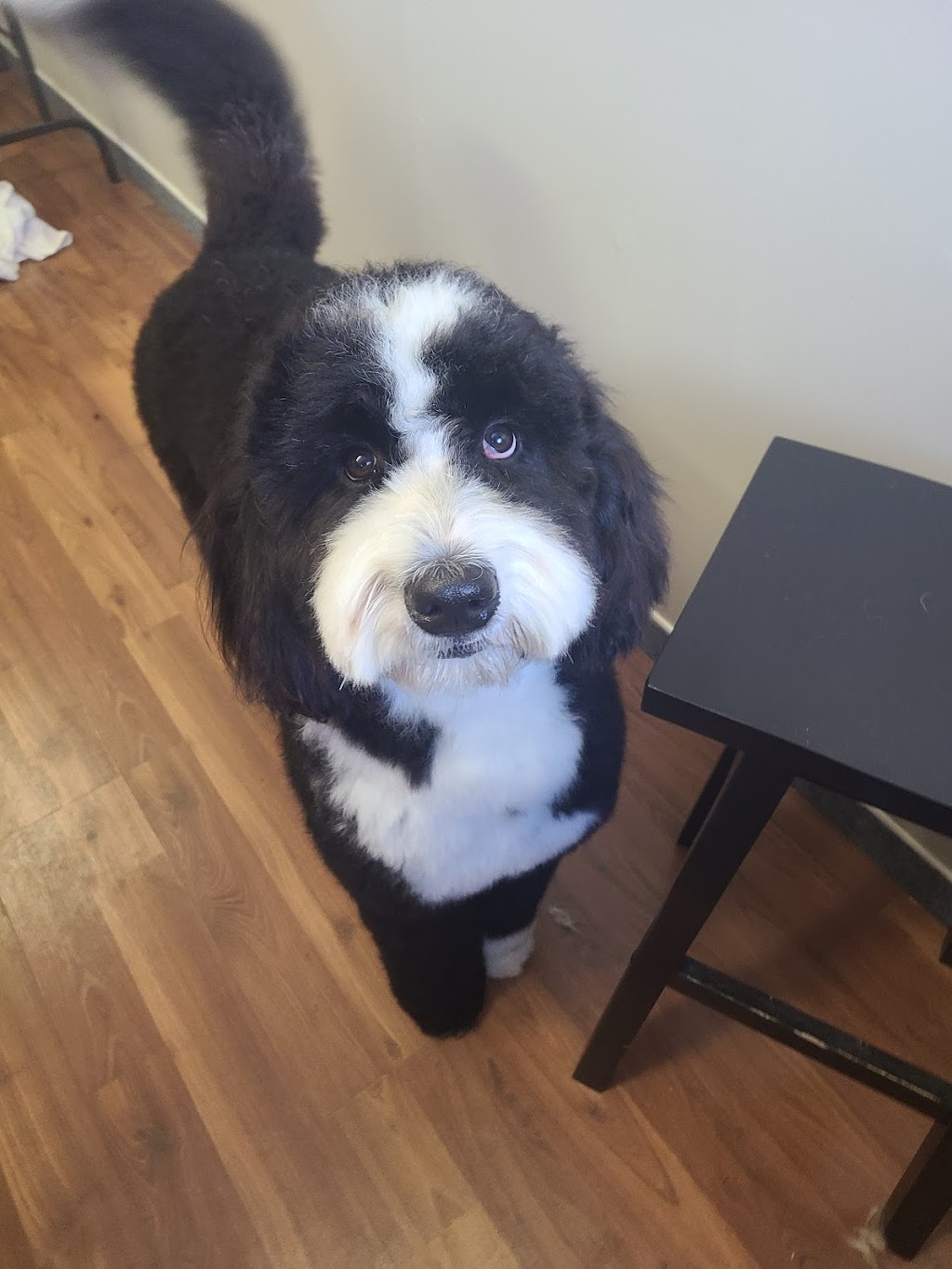 Backcountry Pet Grooming | 191 Ontario St, Burks Falls, ON P0A 1C0, Canada | Phone: (705) 783-5382