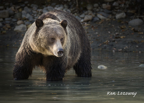 Ken Lozoway Images | 2587 Rainville Rd, Victoria, BC V9B 3N2, Canada | Phone: (250) 480-6625