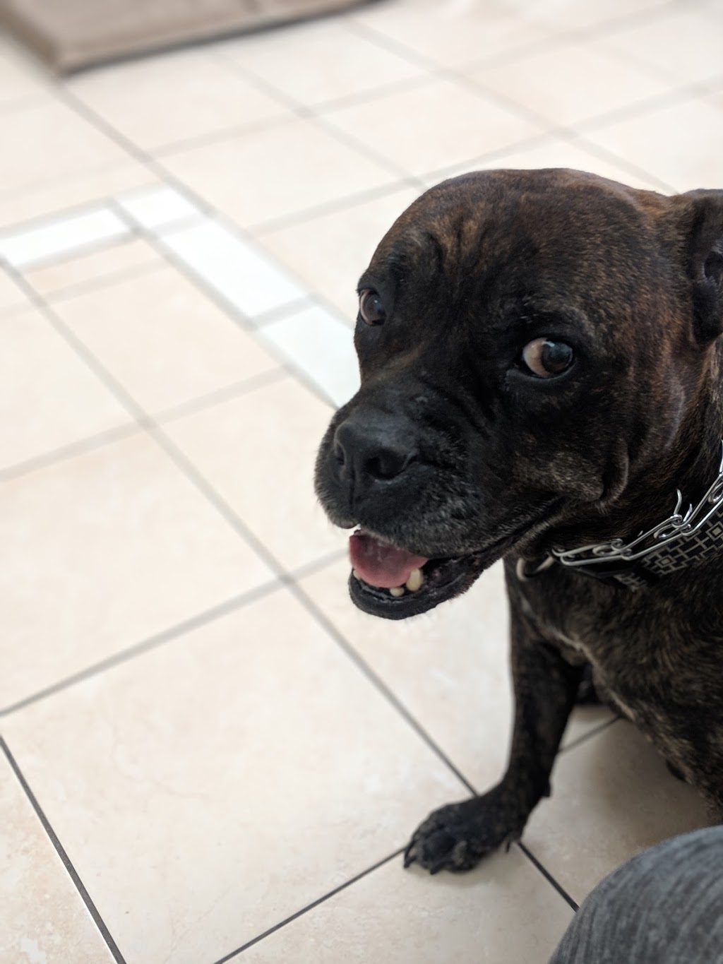 Donlands Animal Hospital | 413 Donlands Ave, East York, ON M4J 3S2, Canada | Phone: (416) 467-9500