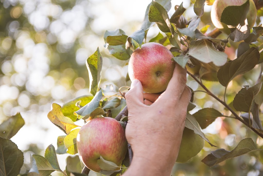 Applebarn Pumpkin Farm (Taves Farms) | 333 Gladwin Rd, Abbotsford, BC V2S 8A7, Canada | Phone: (604) 853-3108