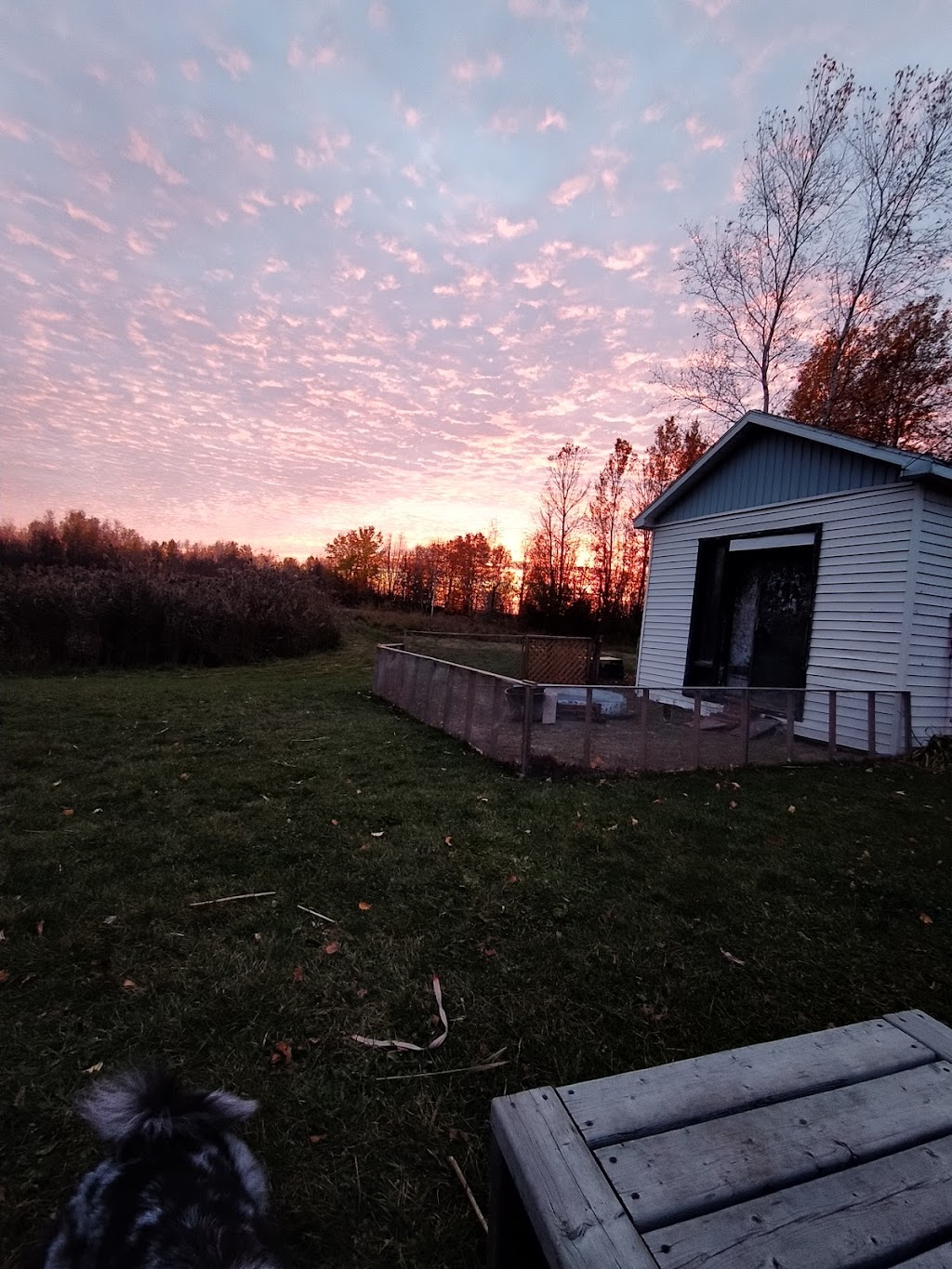 Chatterie La ferme au lynx | 769 Rang 8 E, LAvenir, QC J0C 1B0, Canada | Phone: (450) 760-1718