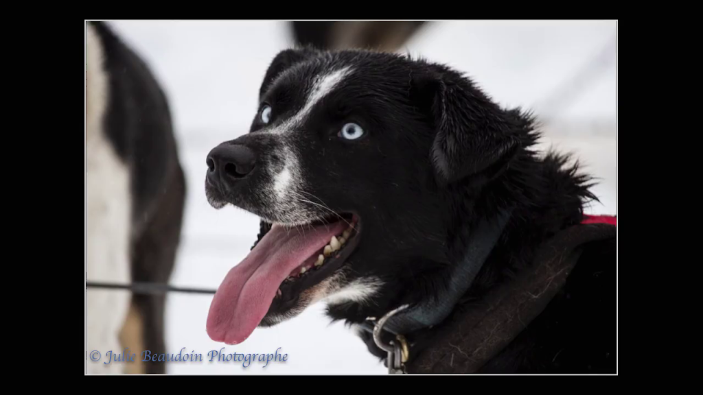Gipsy Aventure - Traîneaux à chiens | 400 Rang William, Notre-Dame-de-la-Paix, QC J0V 1P0, Canada | Phone: (819) 592-4922