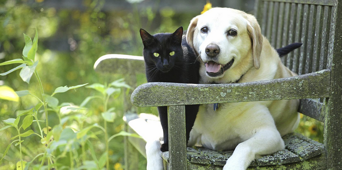 Erin Mills Pet Hospital | 2400 Dunwin Dr, Mississauga, ON L5L 1J9, Canada | Phone: (289) 814-1539