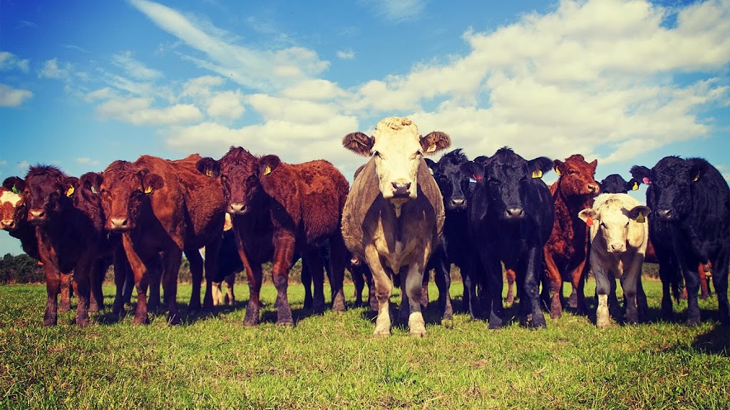 Winnipeg Livestock Sales Ltd. | Hwy 6 & Hwy 236, Rosser, MB R3C 3E6, Canada | Phone: (204) 694-8328