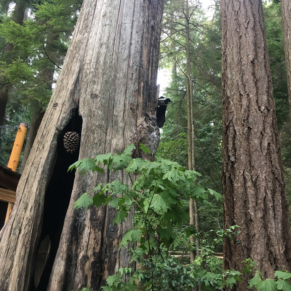 Capilano Suspension Bridge Park | Unnamed Road, North Vancouver, BC V7R 4H9, Canada