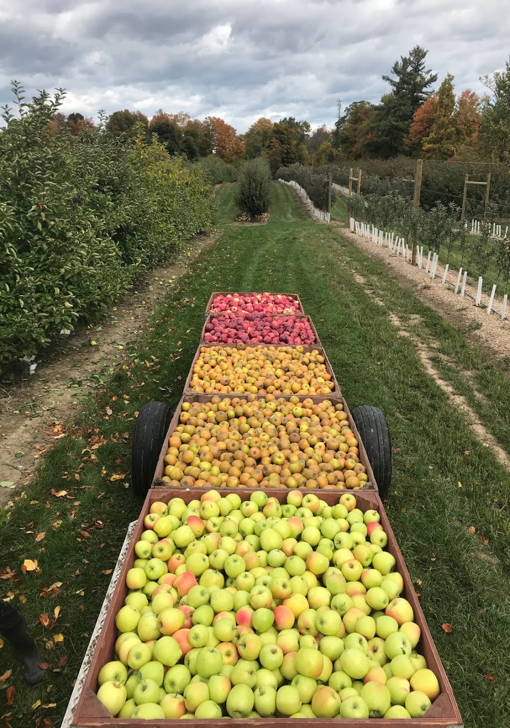 Lincoln Line Orchards | 9764 RR 20, Smithville, ON L0R 2A0, Canada | Phone: (905) 643-2205