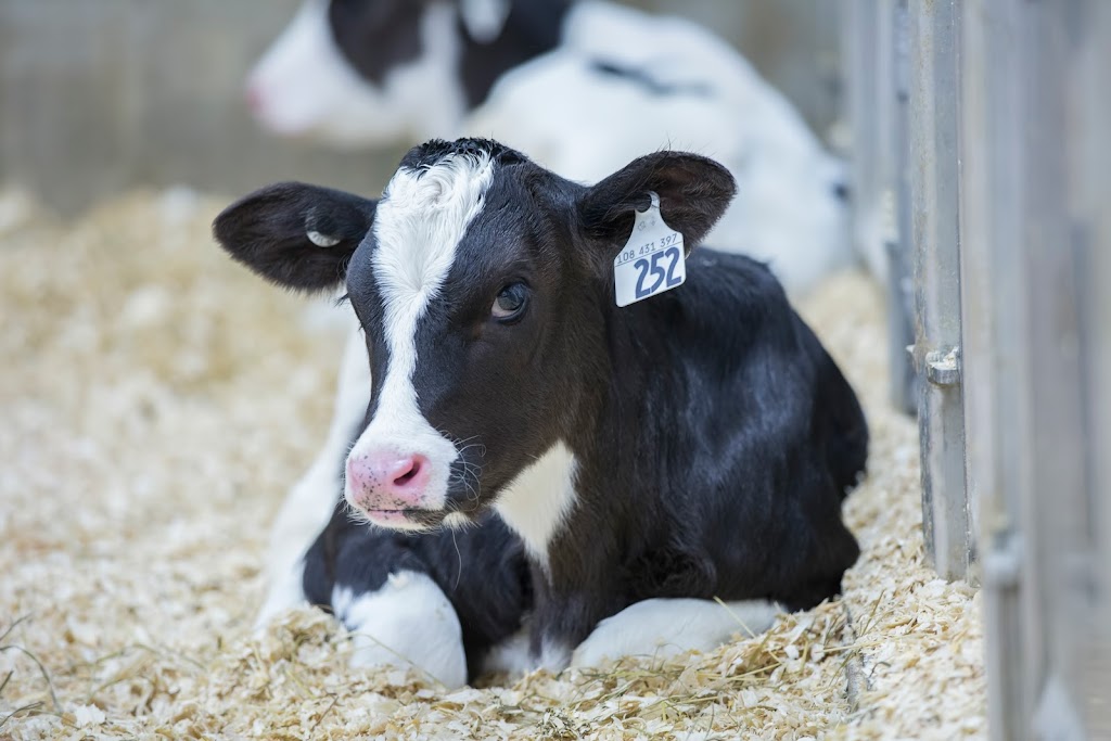 Ferme Courlin Inc. | 36 Rang Petit-Shenley, Saint-Éphrem-de-Beauce, QC G0M 1R0, Canada | Phone: (418) 484-2041