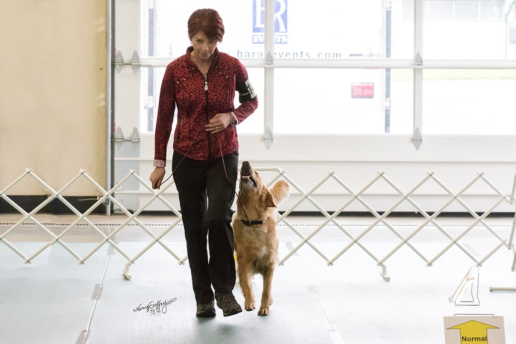 TNT Kennels & Training Center | 27624 Watson Rd, Abbotsford, BC V4X 1P4, Canada | Phone: (604) 857-4949