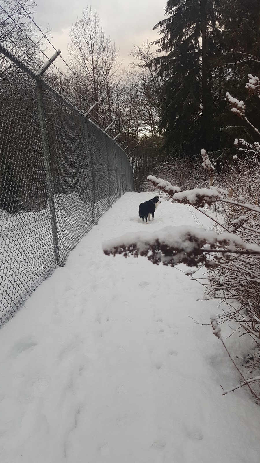 Westhill Off-Leash Park | 203 Westhill Pl, Port Moody, BC V3H 4S4, Canada