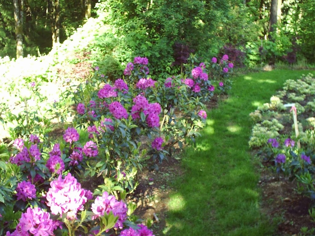 BNN RHODODENDRONS NURSERY | 43204 Honeysuckle Dr, Chilliwack, BC V2R 4A4, Canada | Phone: (604) 795-2354