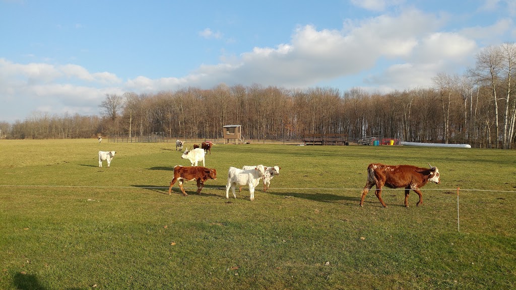 Texas Longhorn Ranch | 1745 Melwood Dr, Strathroy, ON N7G 3H5, Canada | Phone: (519) 247-3644