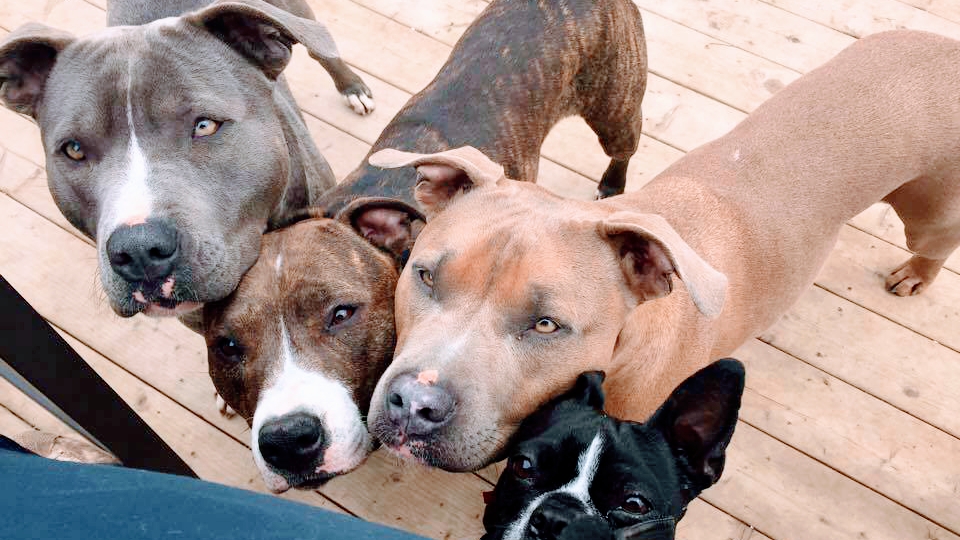 Refined Canines Halifax | 27 Old Cobequid Rd, Waverley, NS B2R 1P4, Canada | Phone: (902) 489-0057