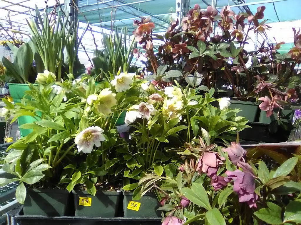 Coles Florist Inc. | 147 Main St E, Grimsby, ON L3M 4G5, Canada | Phone: (905) 945-2219