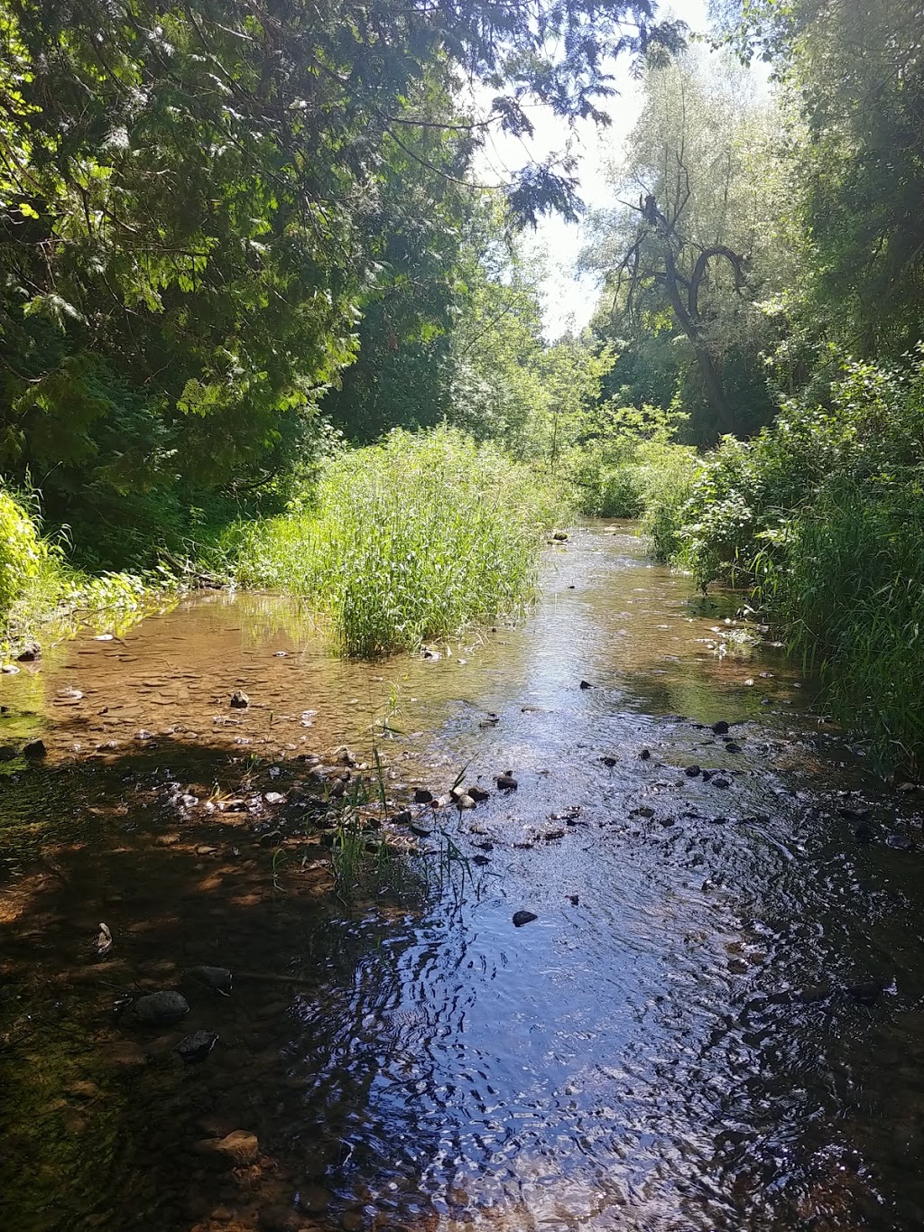 Platanus Ecological Consulting | 13 Dudhope Ave, Cambridge, ON N1R 4S9, Canada | Phone: (519) 829-0347