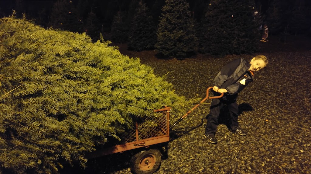 Frostys Family Christmas Tree | 24488 52 Ave, Langley Twp, BC V2Z 1E1, Canada | Phone: (604) 856-4889