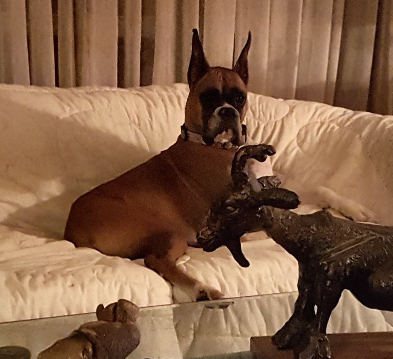 Dogs At Play | 169 Charlotte St S, Newmarket, ON L3Y 3S7, Canada | Phone: (905) 235-8111