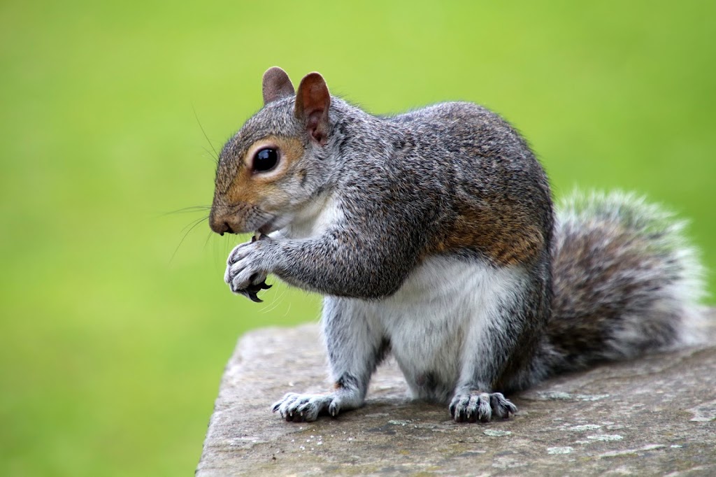 TOPLINE Pest Control | 21 Panamount St NW, Calgary, AB T3K 0H2, Canada | Phone: (403) 813-3666