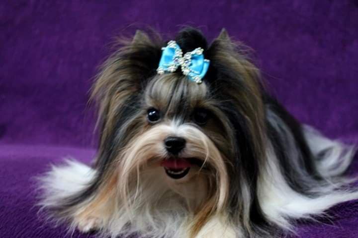 my lovely yorky | 273 Québec 116, Dosquet, QC G0S 1H0, Canada | Phone: (418) 728-0076