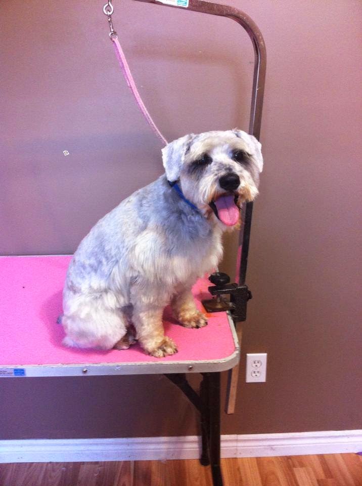 Jazzy Pet Grooming Studio | point of interest | 1983 Sharpe Rd, Odessa, ON K0H 2H0, Canada | 6139296399 OR +1 613-929-6399