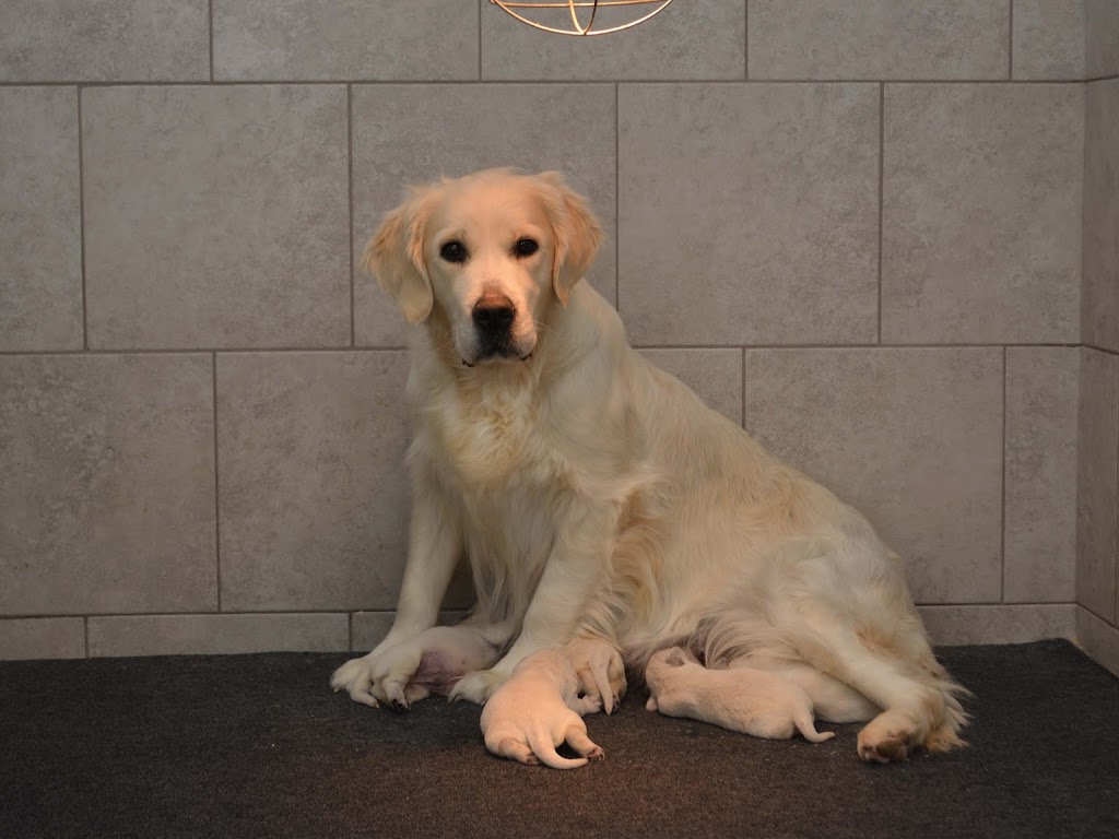 Doodle Creek | 7138 Road 169, Atwood, ON N0G 1B0, Canada | Phone: (519) 721-9510