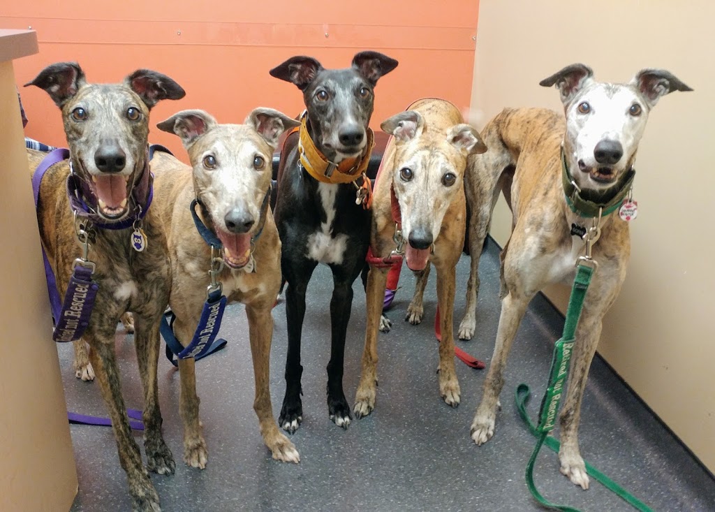 Dundas West Animal Hospital | 2160 Dundas St W, Toronto, ON M6R 1X3, Canada | Phone: (416) 535-8387