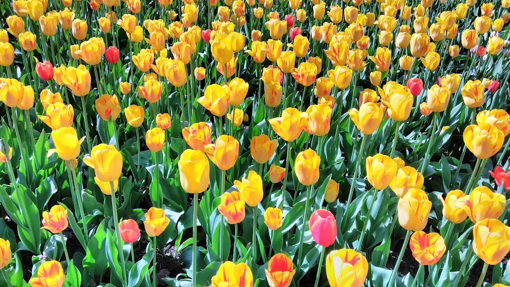 Share the Flame Monument | The Glebe, Ottawa, ON K1S 5H6, Canada | Phone: (613) 580-2400