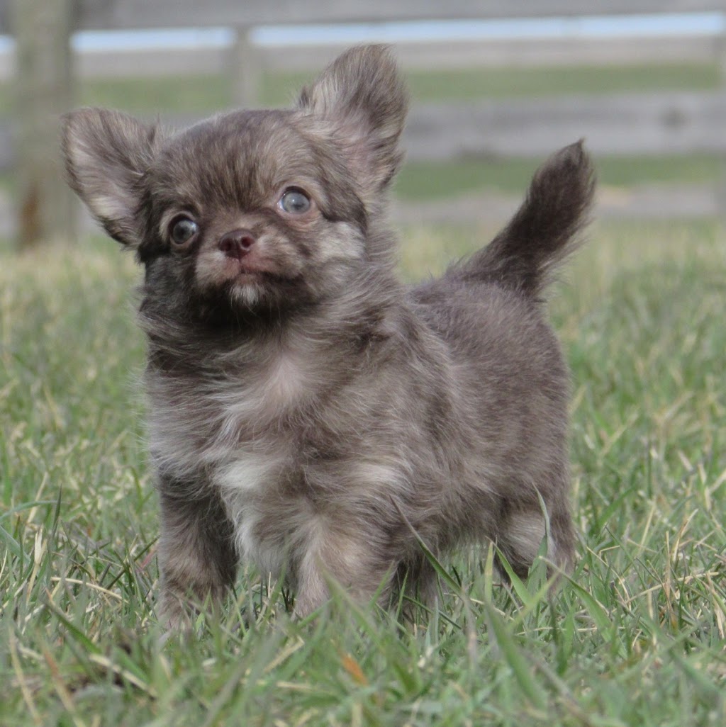 GOTTA LOVE CHIHUAHUAS | 876 Farmington Rd, Barss Corner, NS B0R 1A0, Canada | Phone: (902) 541-7387