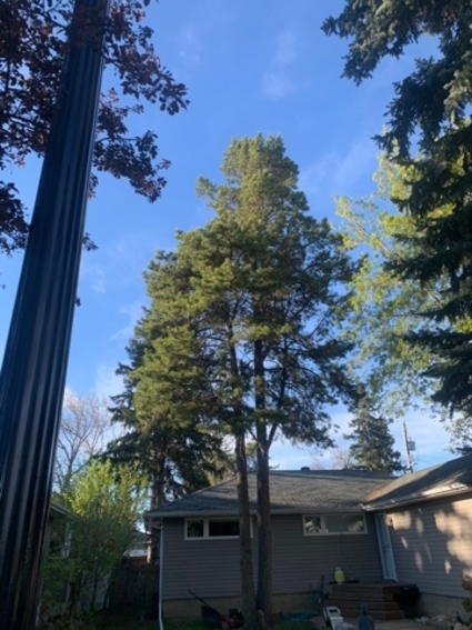 Tree Removal Sherwood Park | 2A Clarkdale Blvd, Sherwood Park, AB T8H 1M4, Canada | Phone: (587) 400-2342