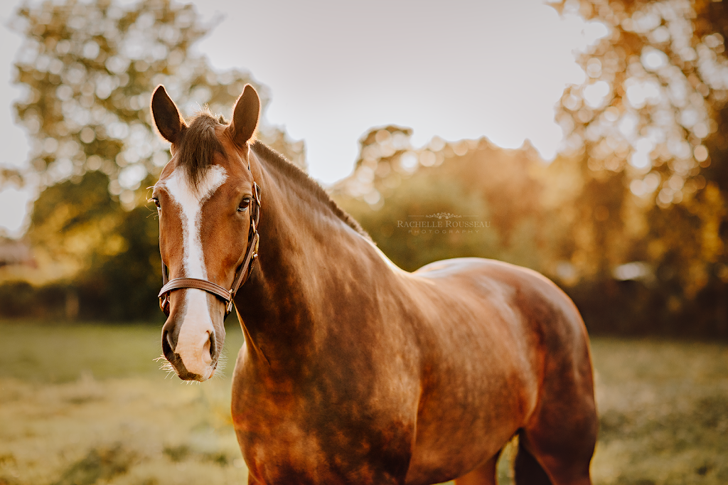 Rachelle Rousseau Photography | 31 Mechanic St #203, Paris, ON N3L 1K1, Canada | Phone: (905) 630-4707