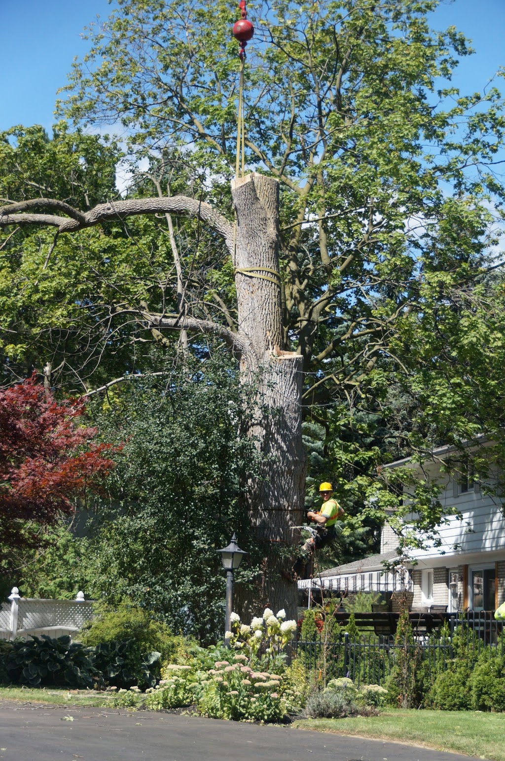 Maple Hill Tree Services | 1220 Heritage Rd, Burlington, ON L7L 4X9, Canada | Phone: (905) 824-2100