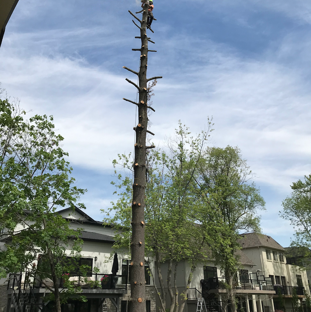 Macarthurs Tree And Home Services Inc. | 114 Arborglen Dr, Georgetown, ON L7G 6L4, Canada | Phone: (416) 414-2739