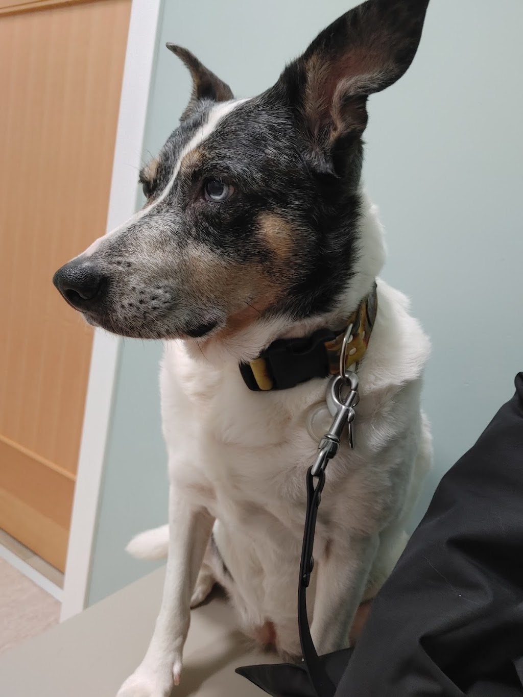 Riverwood Veterinary Clinic | 855 Village Dr #130, Port Coquitlam, BC V3B 0L4, Canada | Phone: (604) 945-4949