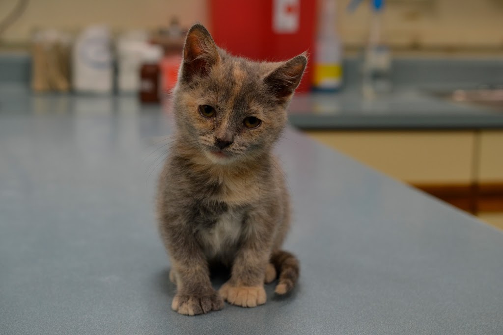Killewald Small Animal Hospital | 3020 Niagara Falls Blvd, Amherst, NY 14228, USA | Phone: (716) 694-9191