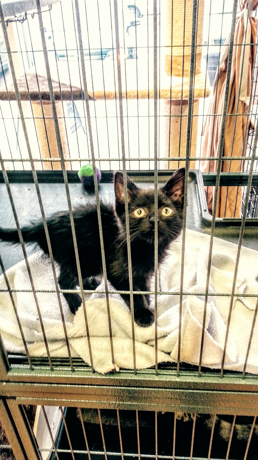 Pet Valu | 1510 Dundas St E, Mississauga, ON L4X 1L4, Canada | Phone: (905) 273-9992