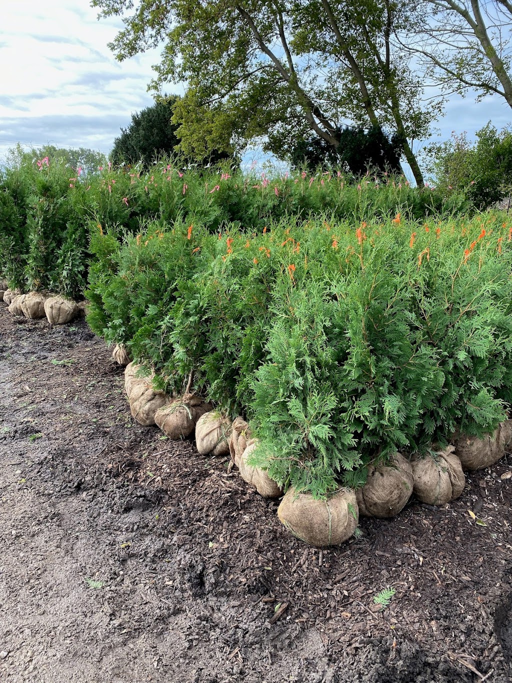 Little Creek Tree Farm | 20021 Heritage Rd, Thorndale, ON N0M 2P0, Canada | Phone: (519) 671-8733