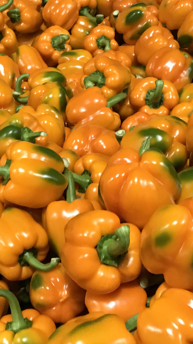 Hacienda North Farms | 21038-20730 Coatsworth Rd, Coatsworth, ON N0P 1H0, Canada | Phone: (519) 800-5062