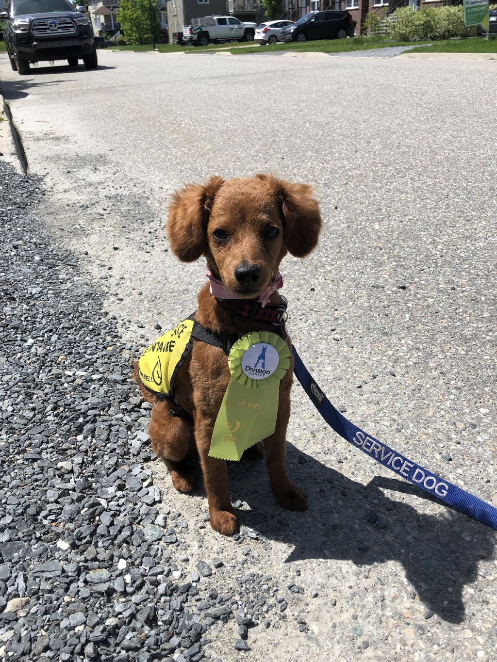 Joanie Levesque, kinésiologue et intervenante en zoothérapie | 1304 Rue Marini, Sherbrooke, QC J1N 0L2, Canada | Phone: (819) 993-9939