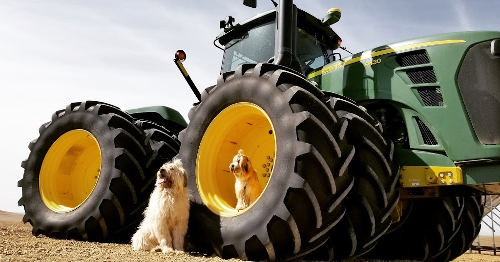 Passionate Paws | 18 Blackstone Ave, Lacombe, AB T4L 1P8, Canada | Phone: (403) 741-4153