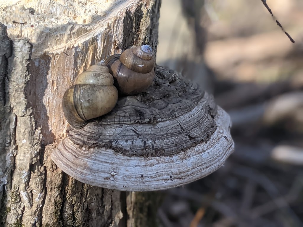 Grand River Mycology | 70 Arrowhead Crescent, Kitchener, ON N2P 1B9, Canada | Phone: (226) 505-0185