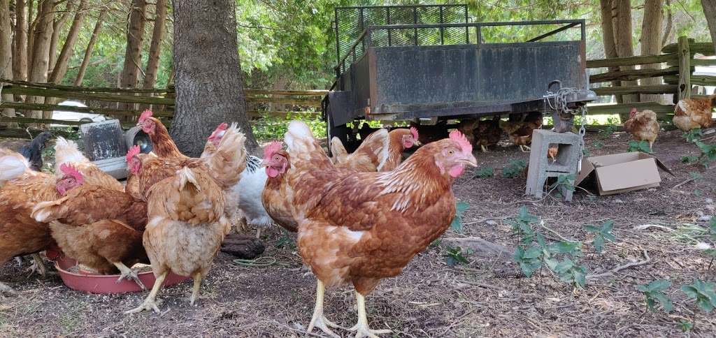 Villa Vida Loca Farm Market | 13350 ON-12, Sunderland, ON L0C 1H0, Canada | Phone: (416) 520-0249